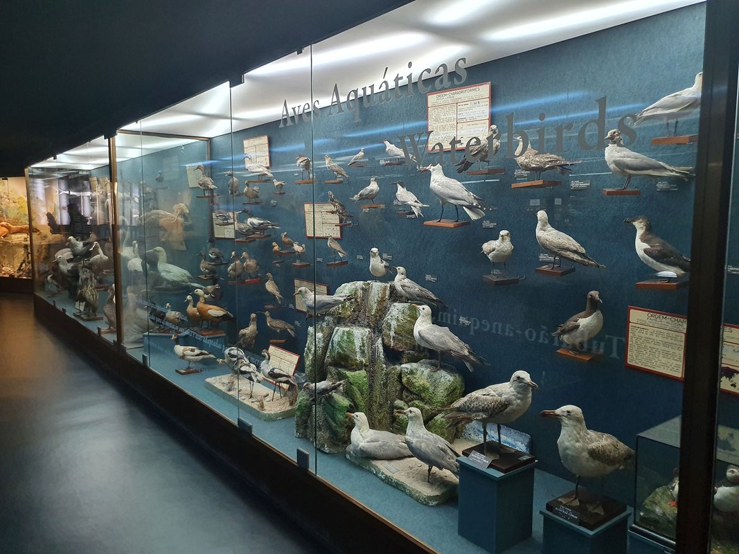 Aquário Vasco da Gama - Museu Vitrinas.jpg