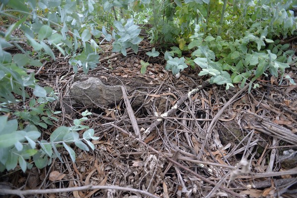 Castro de Ossela 02.jpg