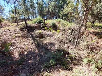 Forno do Cabeço da Cotovia em estado de abandono em 2022.jpg